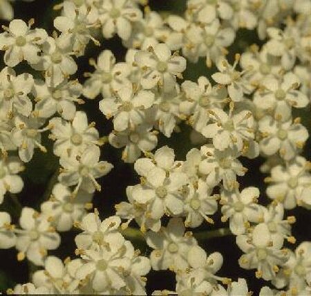 Sambucus nigra - afbeelding 2