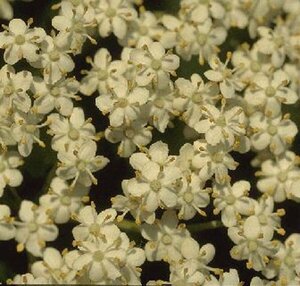 Sambucus nigra - afbeelding 2