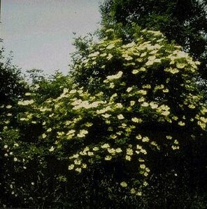 Sambucus nigra - afbeelding 3