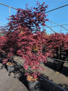 Acer pal. 'Red Emperor'