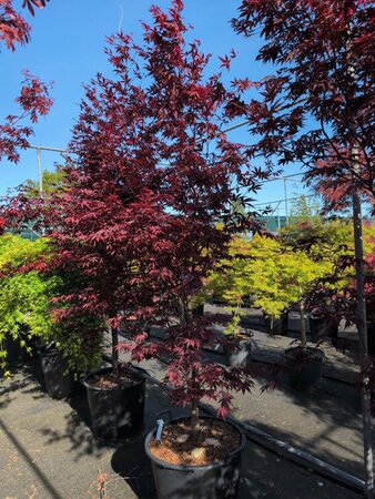 Acer pal. 'Red Emperor' - afbeelding 3