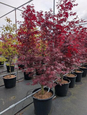 Acer pal. 'Red Emperor' - afbeelding 2
