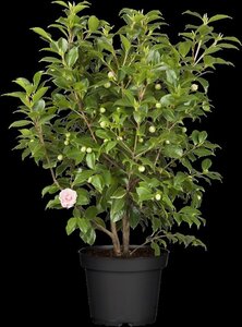 Camellia japonica 'Bonomiana'