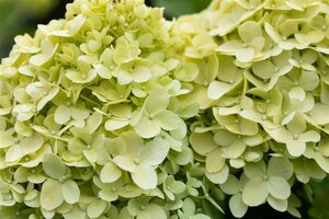 Hydrangea paniculata 'Limelight'