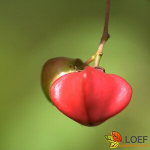 Euonymus alatus 'Compactus'