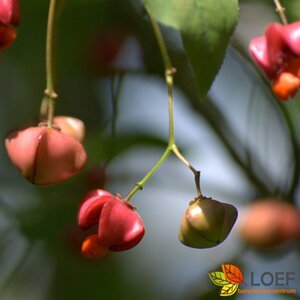 Euonymus alatus 'Compactus' - afbeelding 2