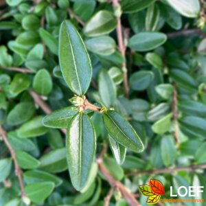 Lonicera nitida 'Maigrün'