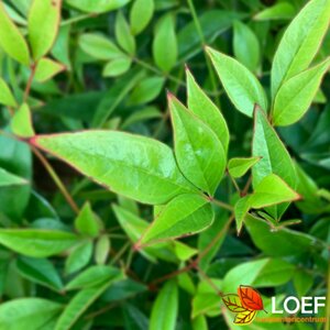 Nandina domestica 'Gulf Stream'