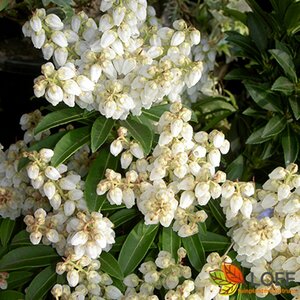 Pieris japonica 'Debutante'