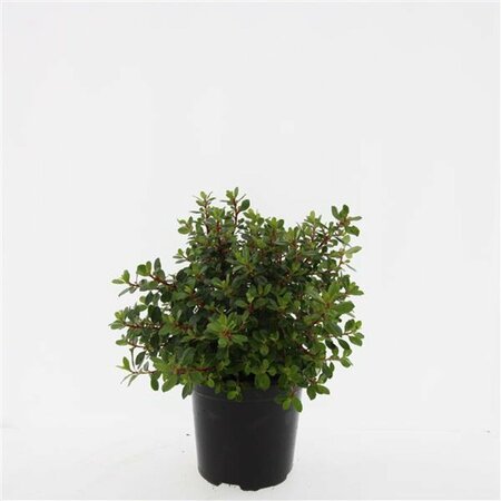 Escallonia 'Red Dream' - afbeelding 1