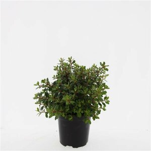Escallonia 'Red Dream'