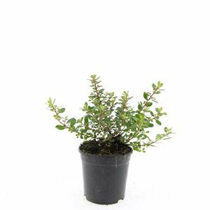 Escallonia 'Red Dream' - afbeelding 2