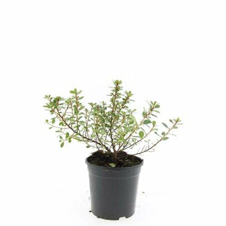 Escallonia 'Red Dream' - afbeelding 3