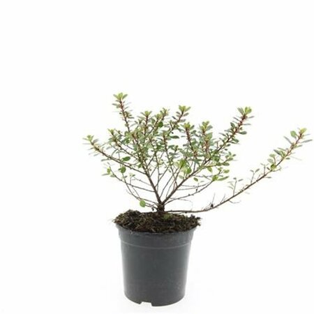 Escallonia 'Red Dream' - afbeelding 4