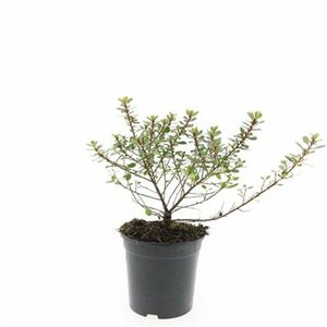 Escallonia 'Red Dream' - afbeelding 4