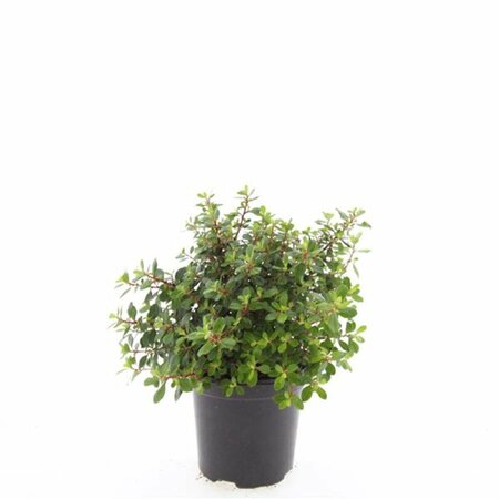 Escallonia 'Red Dream' - afbeelding 5
