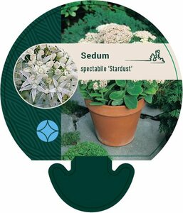 Sedum spectabile 'Stardust' P9