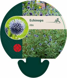 Echinops ritro P9 - afbeelding 3