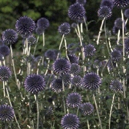 Echinops ritro P9 - afbeelding 1