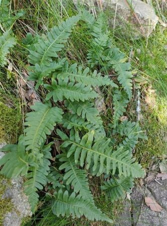 Polypodium vulgare P11 - afbeelding 8
