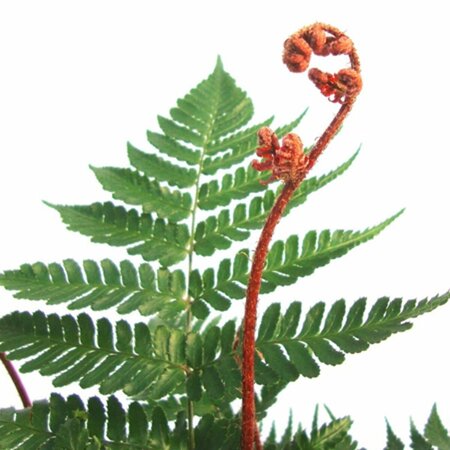 Dryopteris erythrosora 'Brilliance' P11 - afbeelding 1