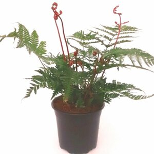 Dryopteris erythrosora 'Brilliance' P11 - afbeelding 3