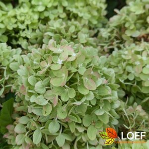 Hydrangea paniculata 'Little Lime'