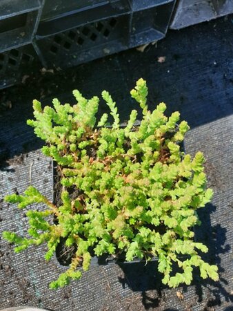 Sedum acre P9 - afbeelding 6