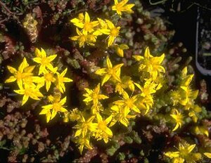 Sedum acre P9 - afbeelding 2