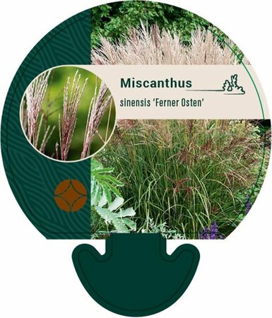 Miscanthus sinensis 'Ferner Osten' C2 - afbeelding 2