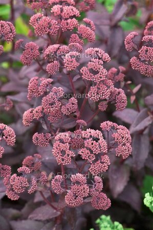 Sedum 'Purple Emperor' P9 - afbeelding 2