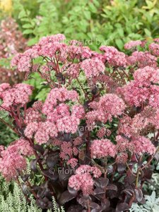 Sedum 'Purple Emperor' P9 - afbeelding 3