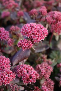 Sedum 'Purple Emperor' P9 - afbeelding 4