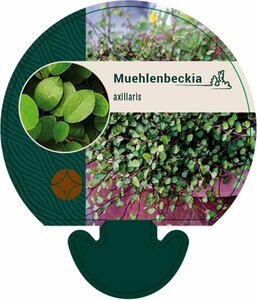 Muehlenbeckia axillaris P9 - afbeelding 4