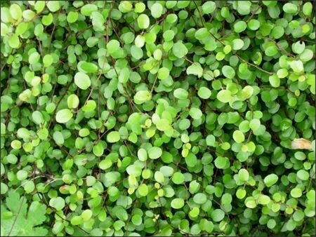Muehlenbeckia axillaris P9 - afbeelding 1
