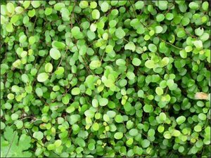Muehlenbeckia axillaris P9