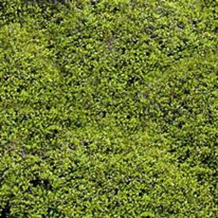 Muehlenbeckia axillaris P9 - afbeelding 2