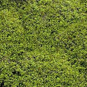 Muehlenbeckia axillaris P9 - afbeelding 2