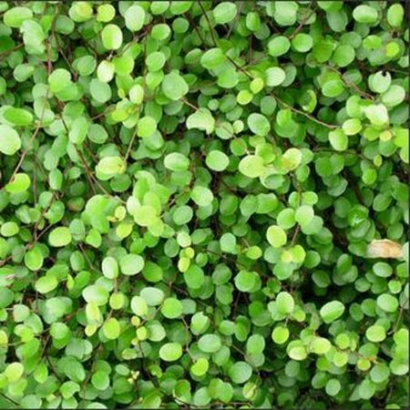 Muehlenbeckia axillaris P9 - afbeelding 3