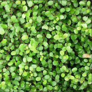 Muehlenbeckia axillaris P9 - afbeelding 3