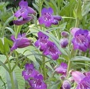 Penstemon 'Sour Grapes' P9