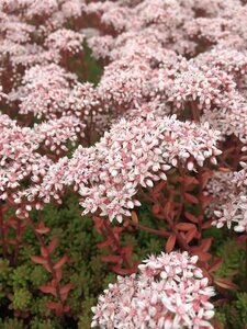 Sedum album 'Coral Carpet' P9 - afbeelding 2