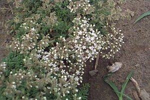 Sedum album 'Coral Carpet' P9