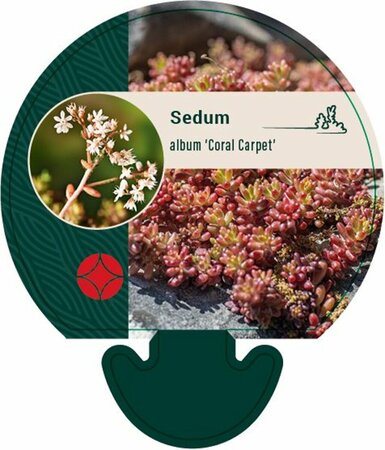 Sedum album 'Coral Carpet' P9 - afbeelding 2