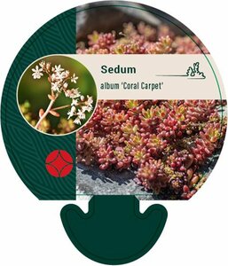 Sedum album 'Coral Carpet' P9 - afbeelding 2