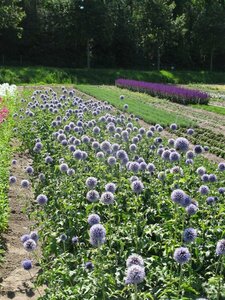 Echinops bannaticus 'Taplow Blue' P9