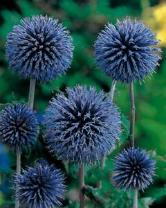 Echinops bannaticus 'Taplow Blue' P9 - afbeelding 3