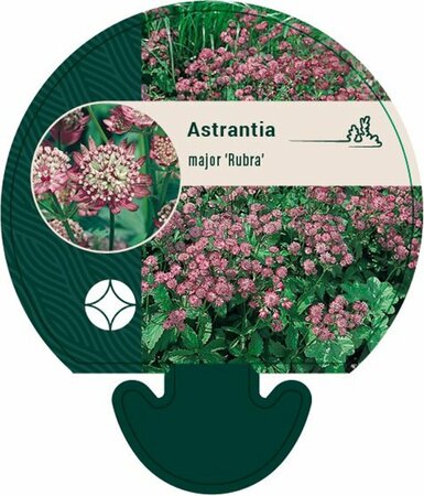 Astrantia major 'Rubra' P9 - afbeelding 2