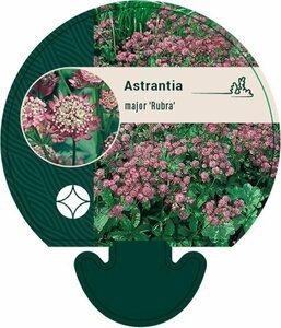 Astrantia major 'Rubra' P9 - afbeelding 2