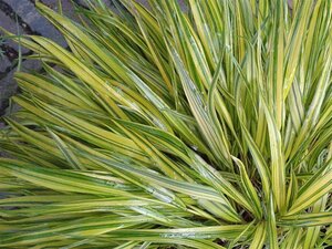 Hakonechloa macra 'Aureola' C2